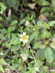 Tridax procumbens image