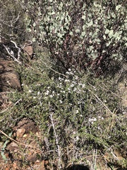 Ceanothus roderickii
