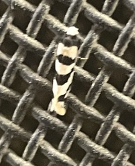 Lepidoscia characota