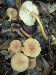 Collybiopsis biformis