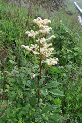 Rodgersia