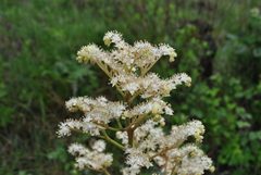 Rodgersia
