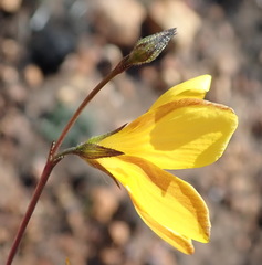 Linum heterostylum