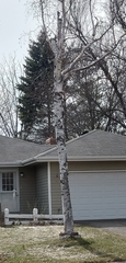 Betula