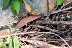 Eutropis madaraszi