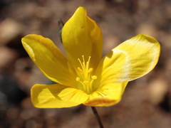 Linum heterostylum