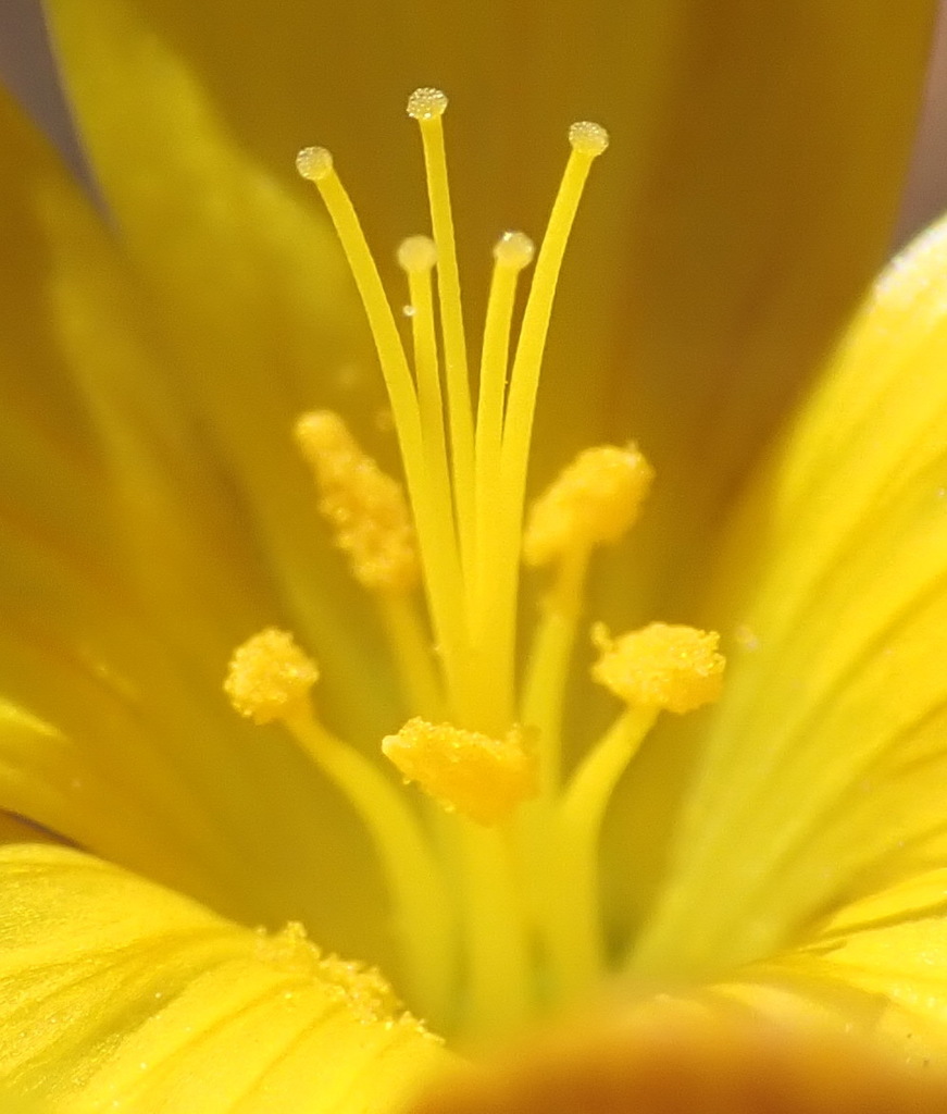 Linum heterostylum (Linum heterostylum)