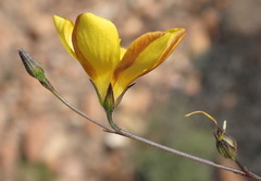 Linum heterostylum