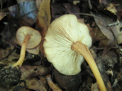 Collybiopsis biformis