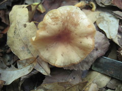 Collybiopsis biformis