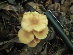 Collybiopsis biformis