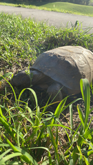 Gopherus polyphemus