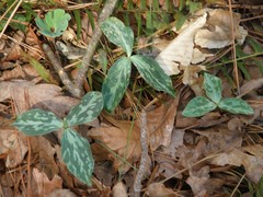 Trillium gracile