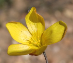 Linum heterostylum