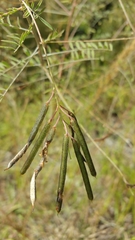 Indigofera pedunculata image