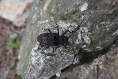 Moechotypa diphysis
