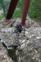 Moechotypa diphysis