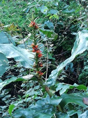 Hedychium