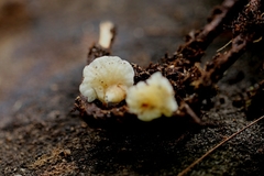 Marasmius alveolaris