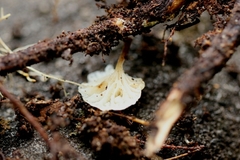 Marasmius alveolaris