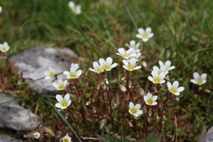 Saxifraga hypnoides