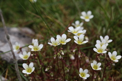 Saxifraga hypnoides