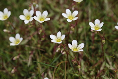Saxifraga hypnoides