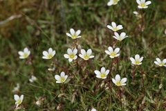 Saxifraga hypnoides
