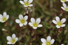 Saxifraga hypnoides