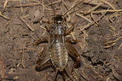 Miogryllus