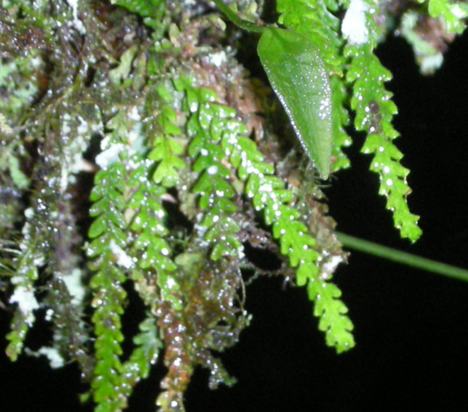 Calymmodon muscoides