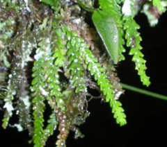 Calymmodon muscoides