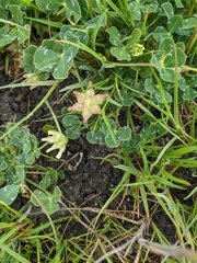 Trifolium depauperatum