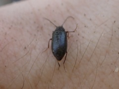 Gonoderina