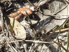 Phanogomphus hodgesi