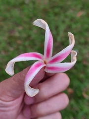 Dipterocarpus intricatus