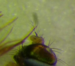 Stenomicra soniae