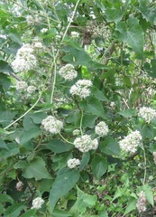 Mikania periplocifolia
