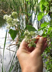 Mikania periplocifolia
