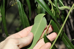 Parsonsia eucalyptophylla