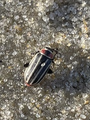 Disonycha pensylvanica