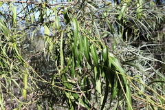 Parsonsia eucalyptophylla