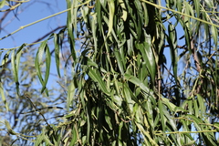 Parsonsia eucalyptophylla