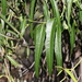 Parsonsia eucalyptophylla - Photo (c) Greg Tasney, osa oikeuksista pidätetään (CC BY-SA), lähettänyt Greg Tasney