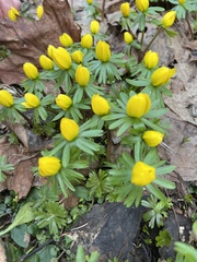 Eranthis