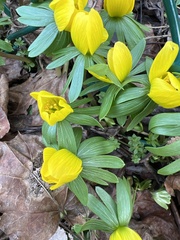 Eranthis