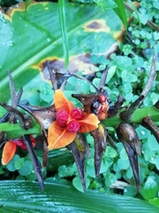 Hedychium