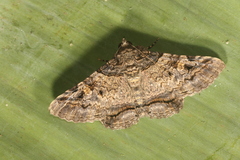 Metria aperta