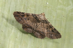 Metria aperta