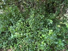 Image of Psychotria punctata